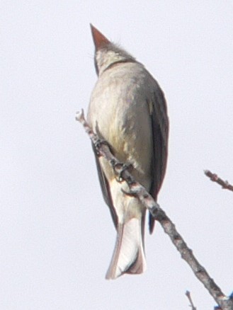 Greater Pewee - ML628681051