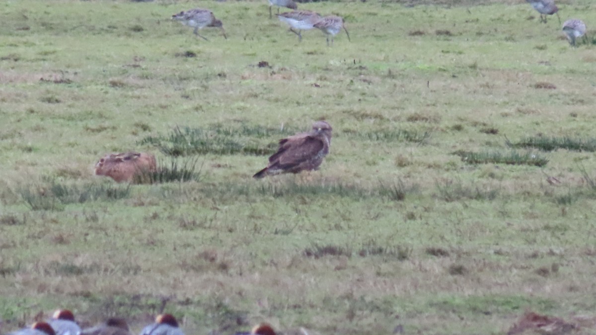 Common Buzzard - ML628681203