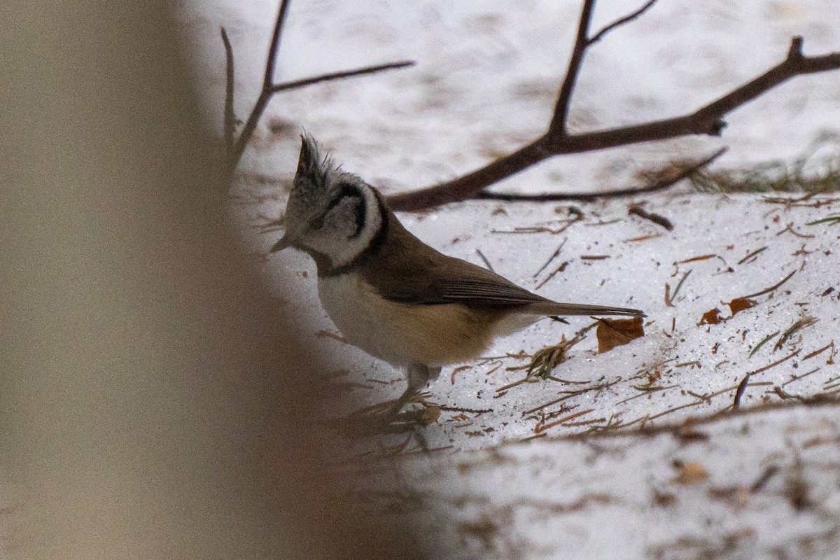 Amilotx mottoduna - ML628681234