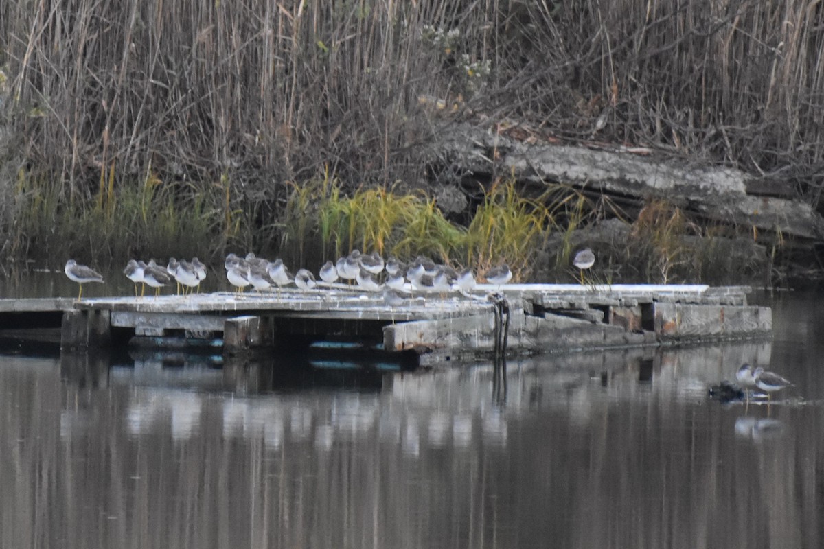 Greater Yellowlegs - ML628681263