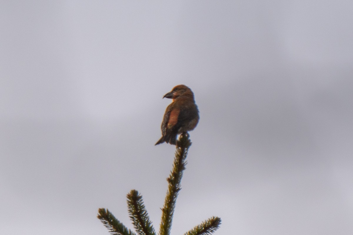 Mokoker arrunta - ML628681269