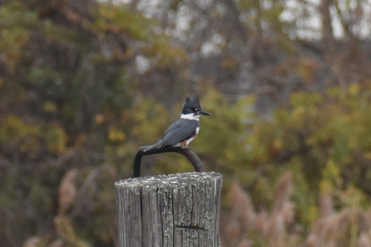 Belted Kingfisher - ML628681282
