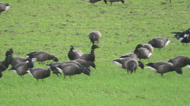 Branta lepagorria - ML628681487