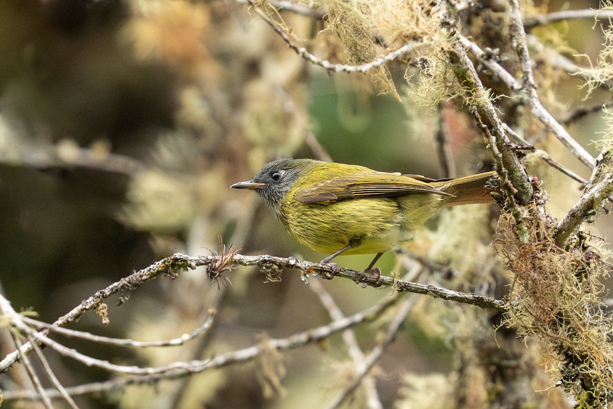 Streak-necked Flycatcher - ML628681538