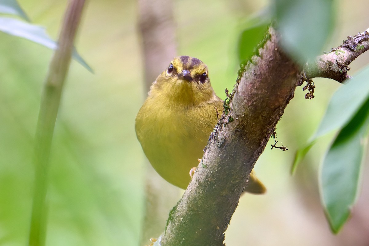 Two-banded Warbler - ML628681573