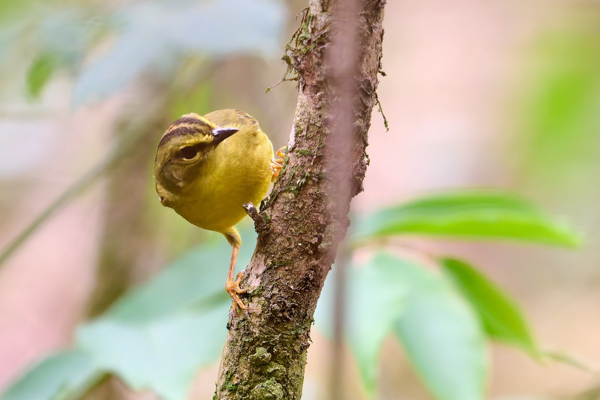 Two-banded Warbler - ML628681575