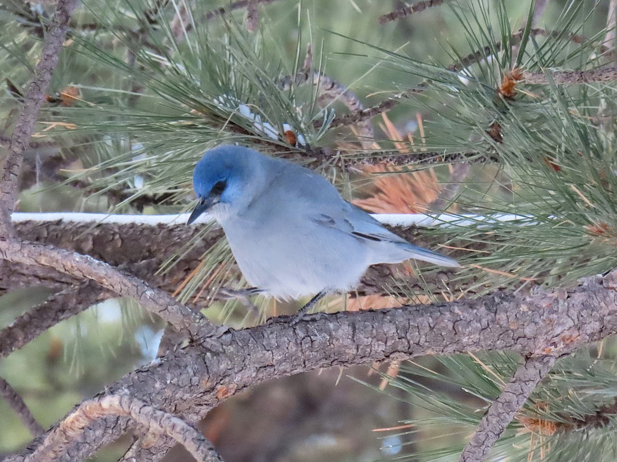 Geai des pinèdes - ML628681798