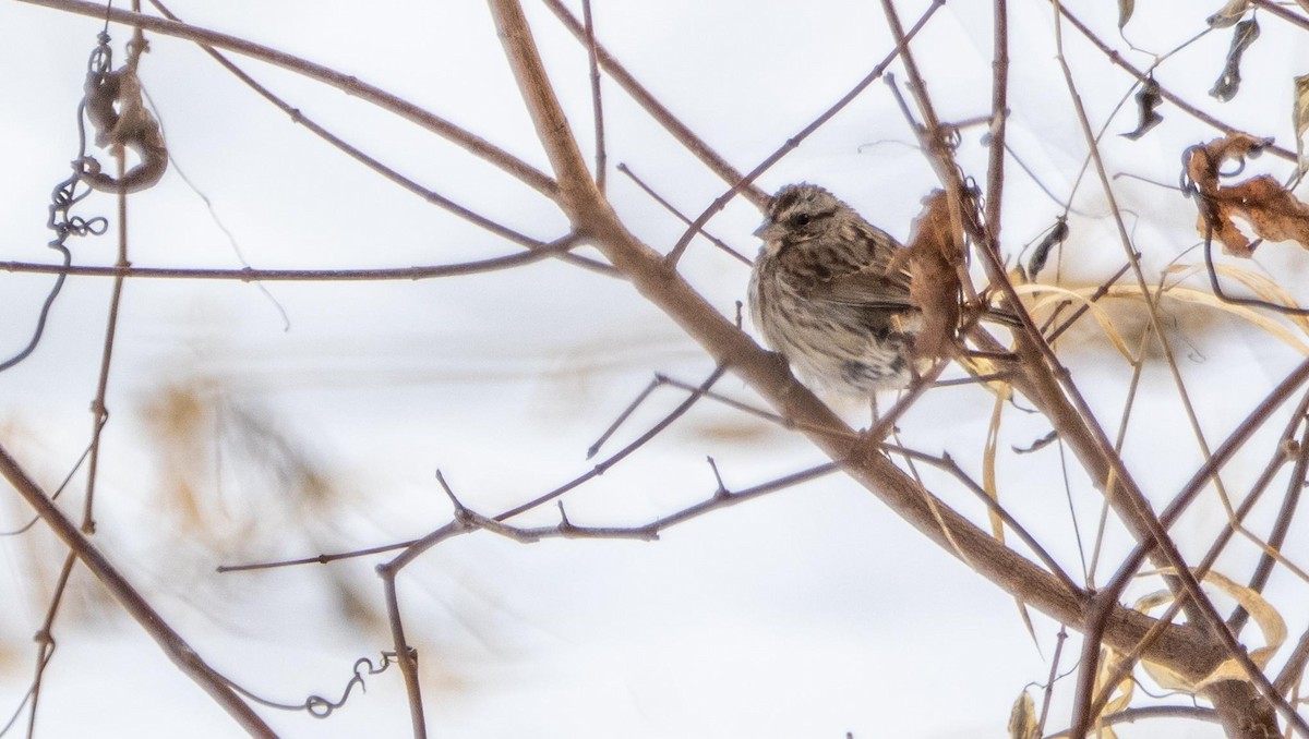 Song Sparrow - ML628682108
