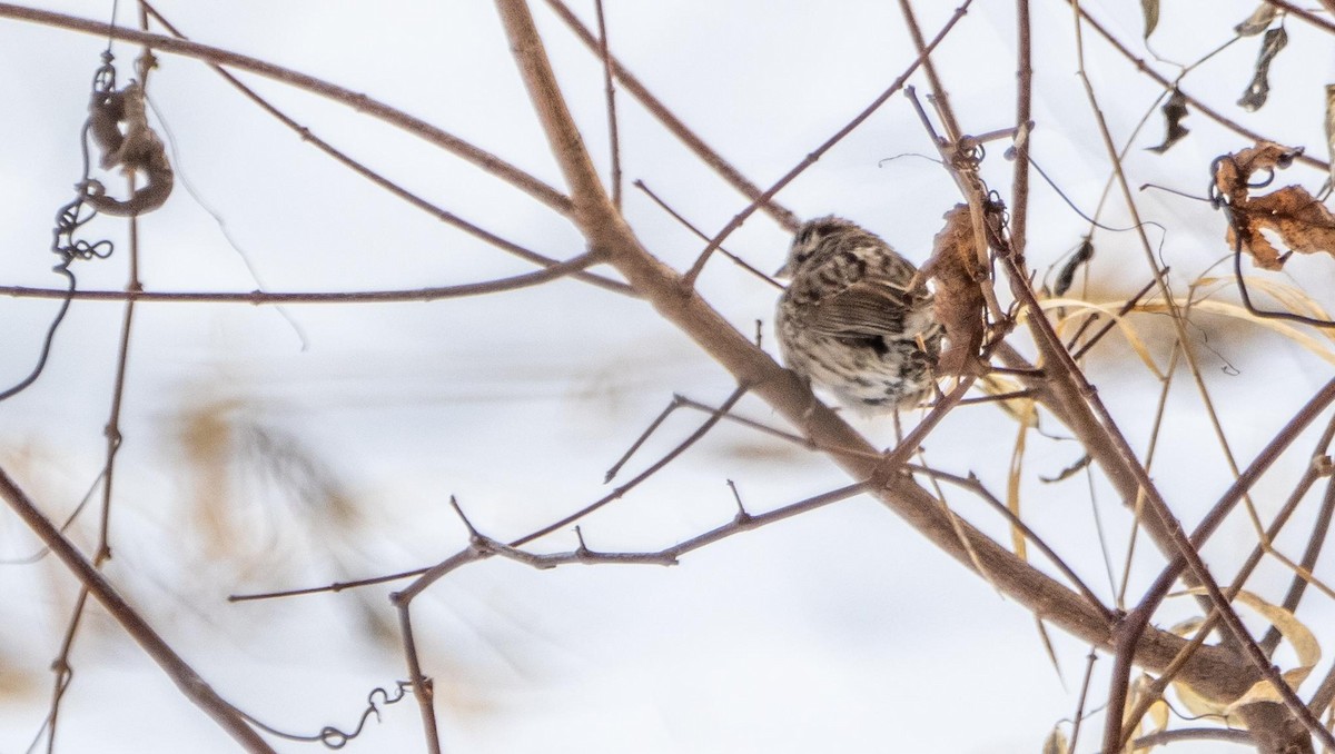 Song Sparrow - ML628682109