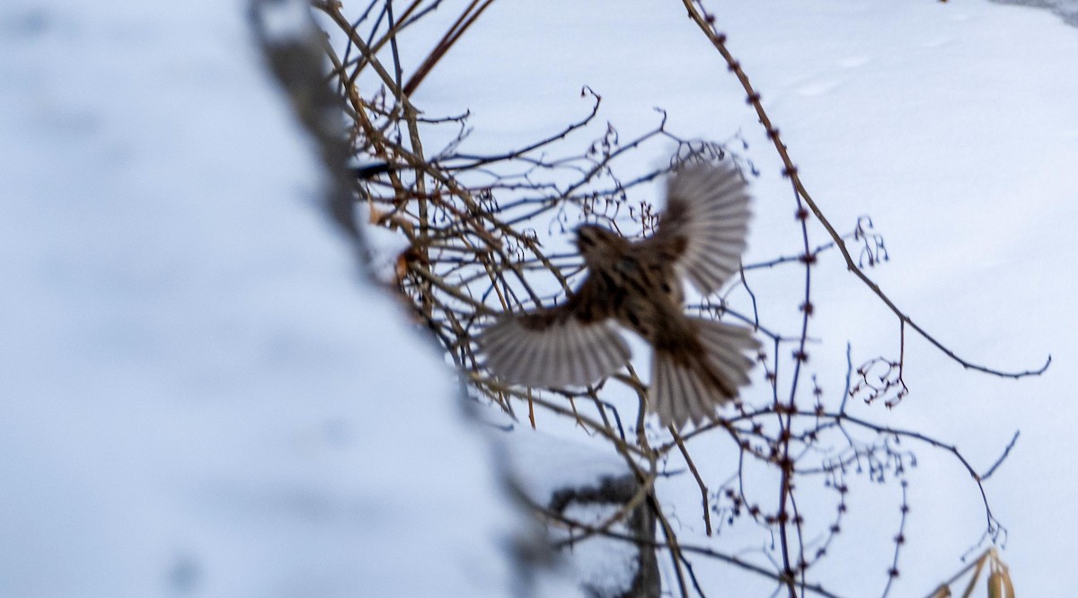 Song Sparrow - ML628682110