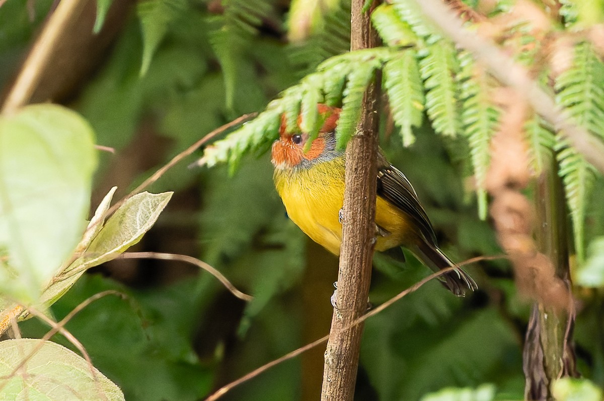 Johnson's Tody-Flycatcher - ML628682139