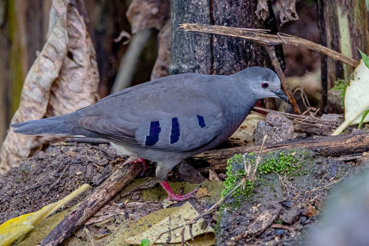 Maroon-chested Ground Dove - ML628682214