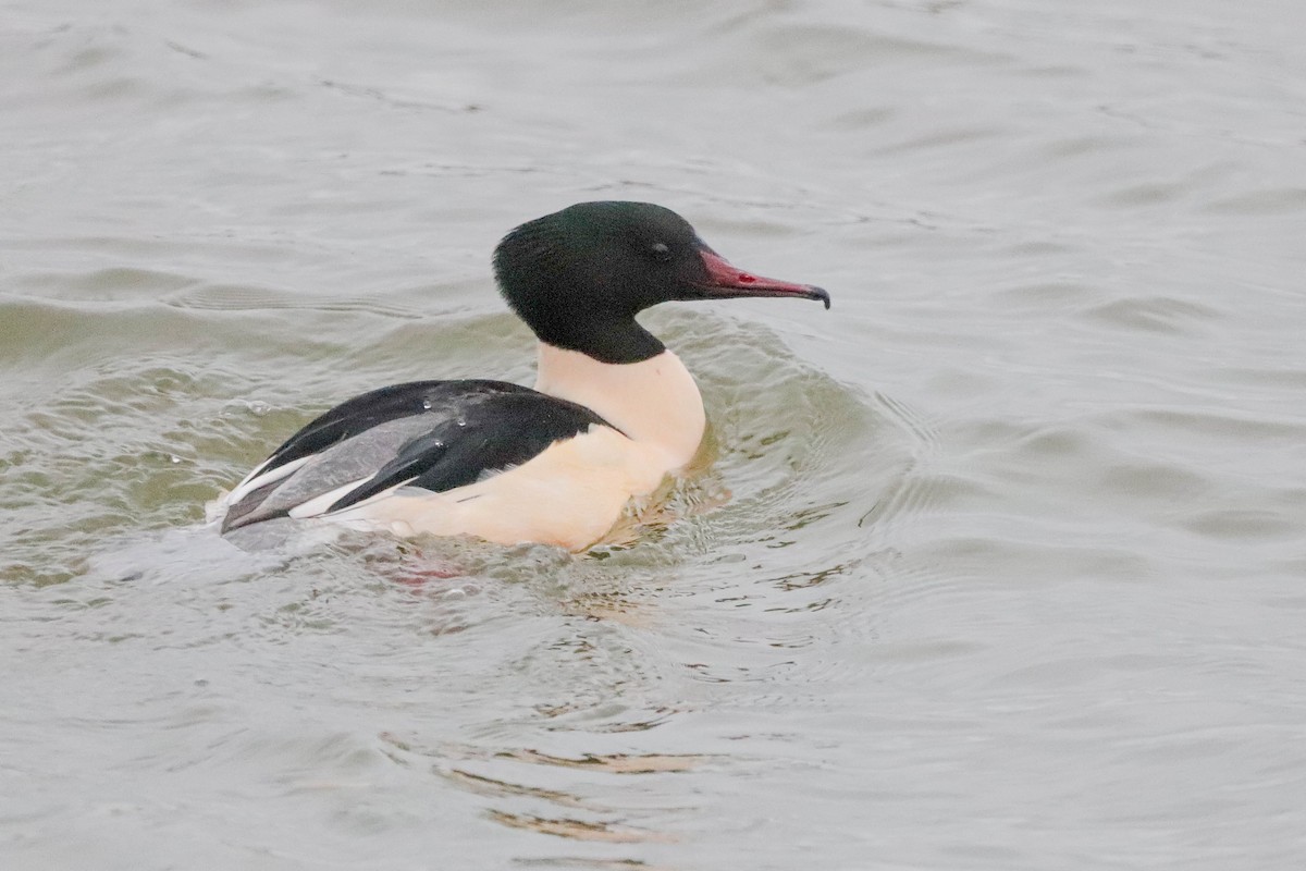 Common Merganser - ML628682273