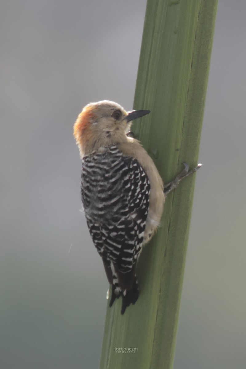 Red-crowned Woodpecker - ML628682338