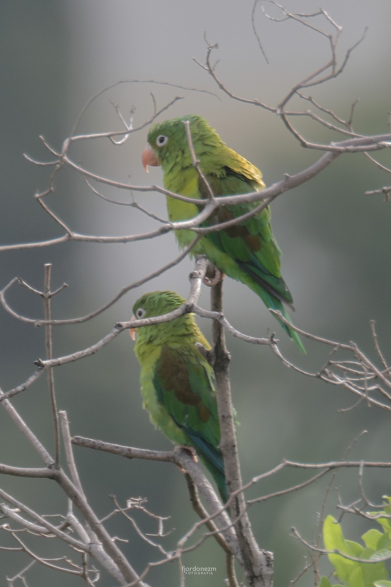 Orange-chinned Parakeet - ML628682354