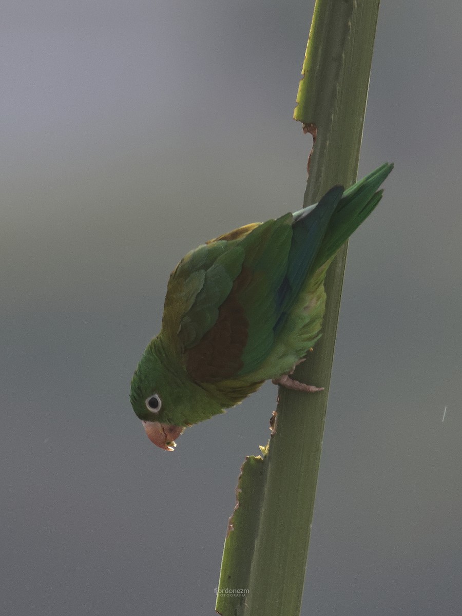 Orange-chinned Parakeet - ML628682355