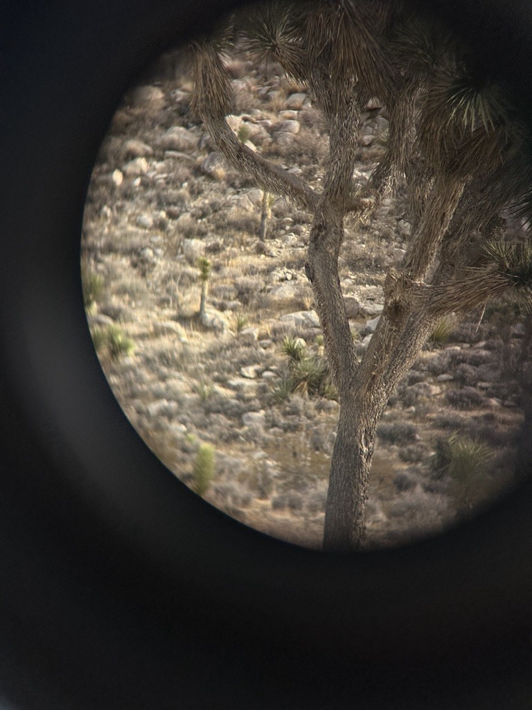 Ladder-backed Woodpecker - ML628682711
