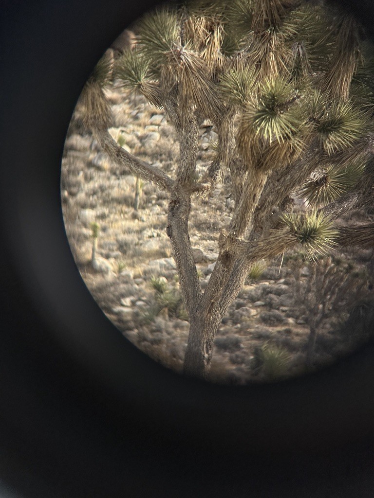 Ladder-backed Woodpecker - ML628682724
