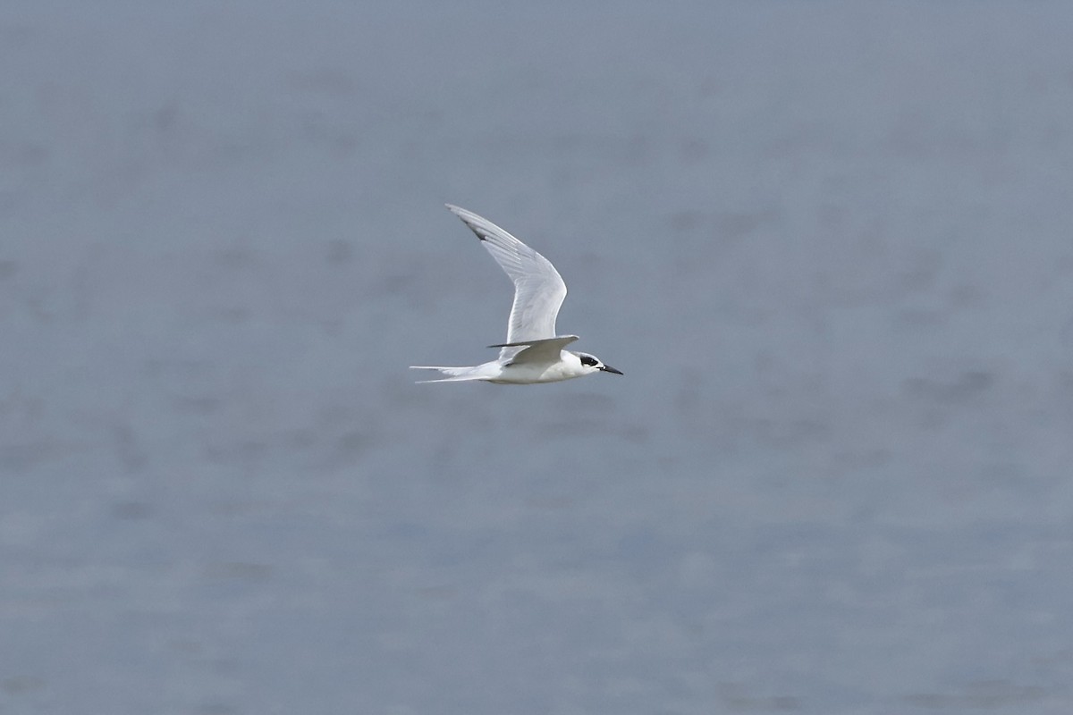 Forster's Tern - ML628682827