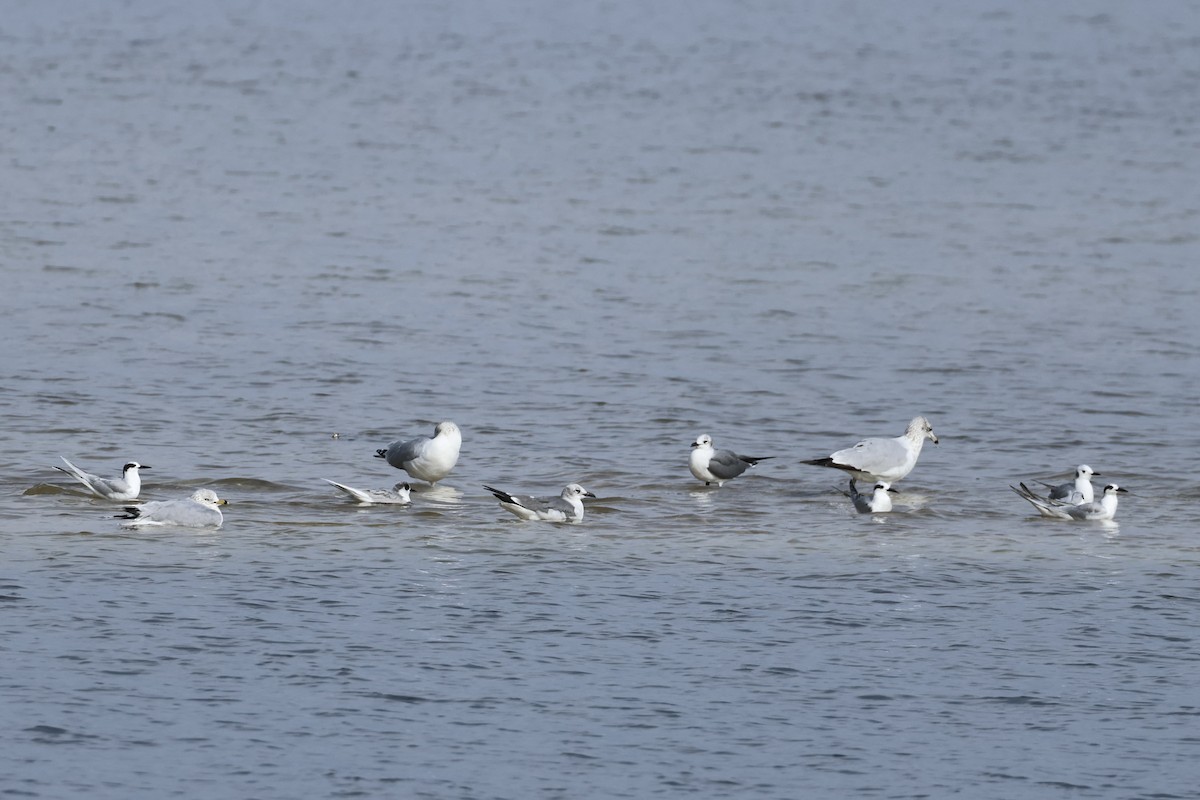 Forster's Tern - ML628682829