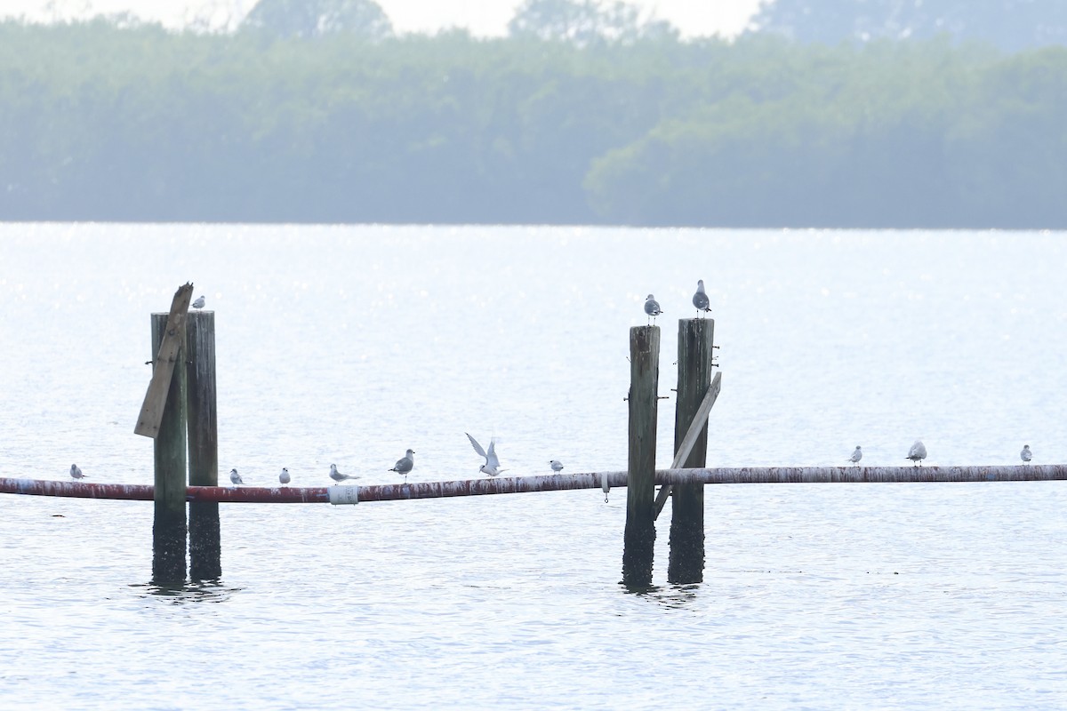 Forster's Tern - ML628682833