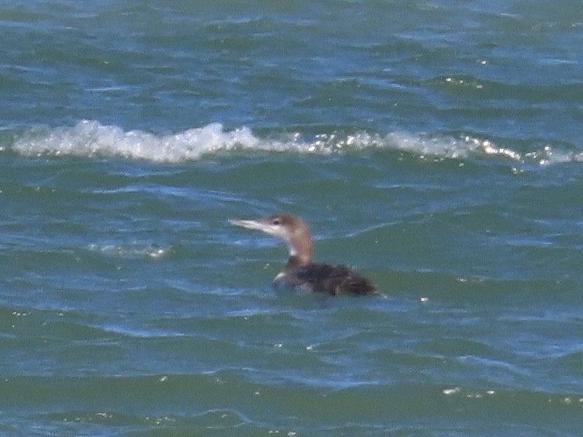 Common Loon - ML628683016