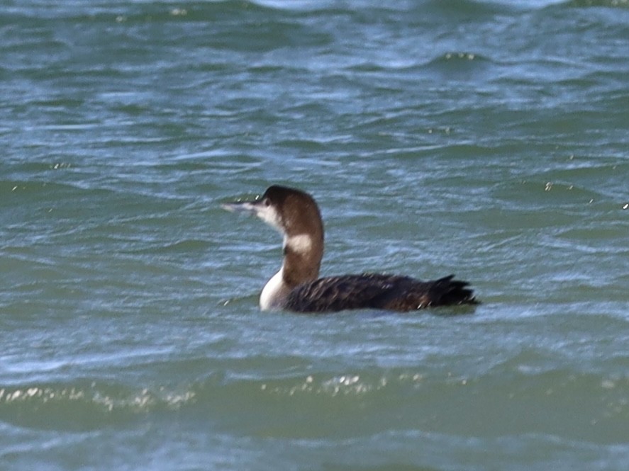 Common Loon - ML628683301