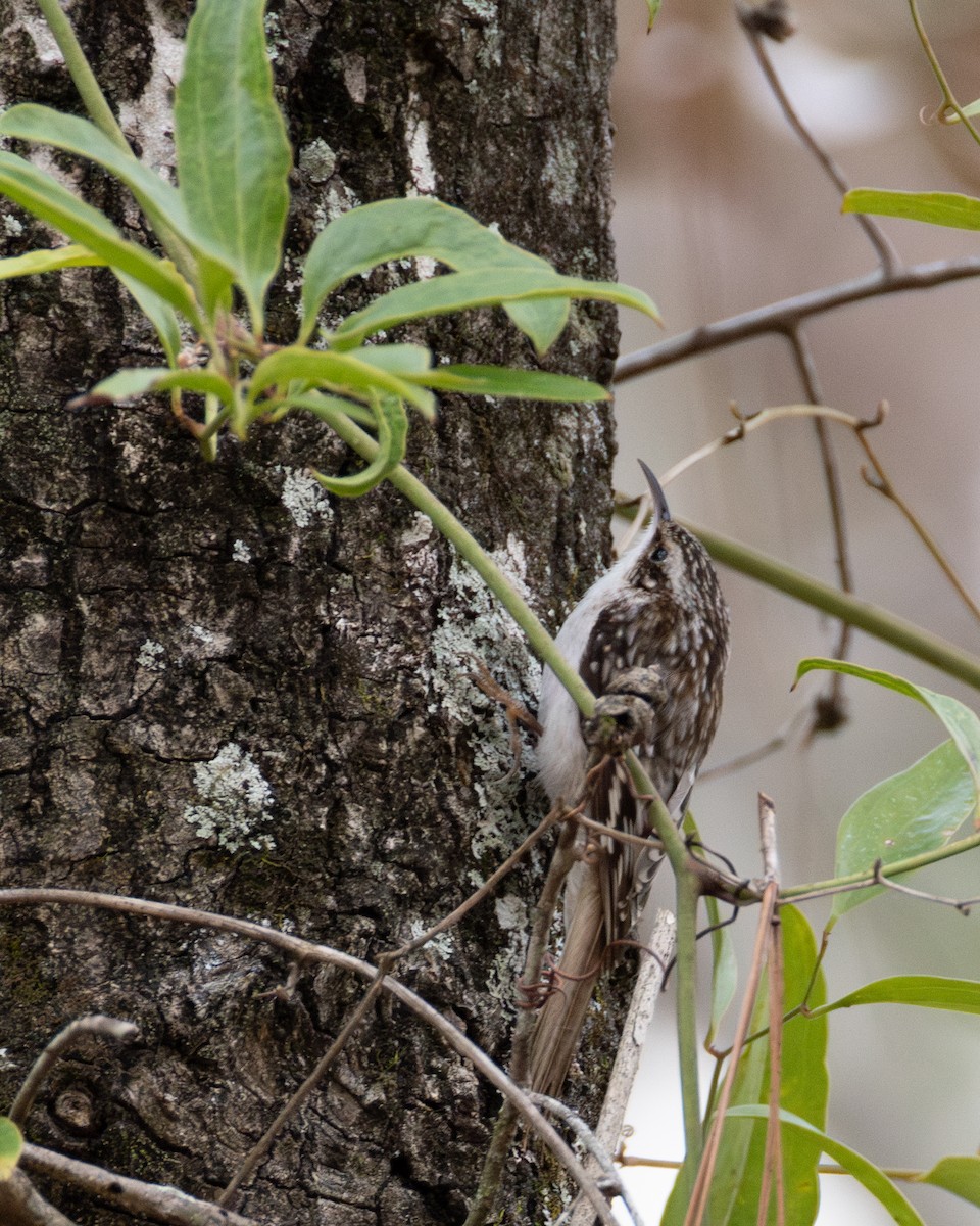 Brown Creeper - ML628683490