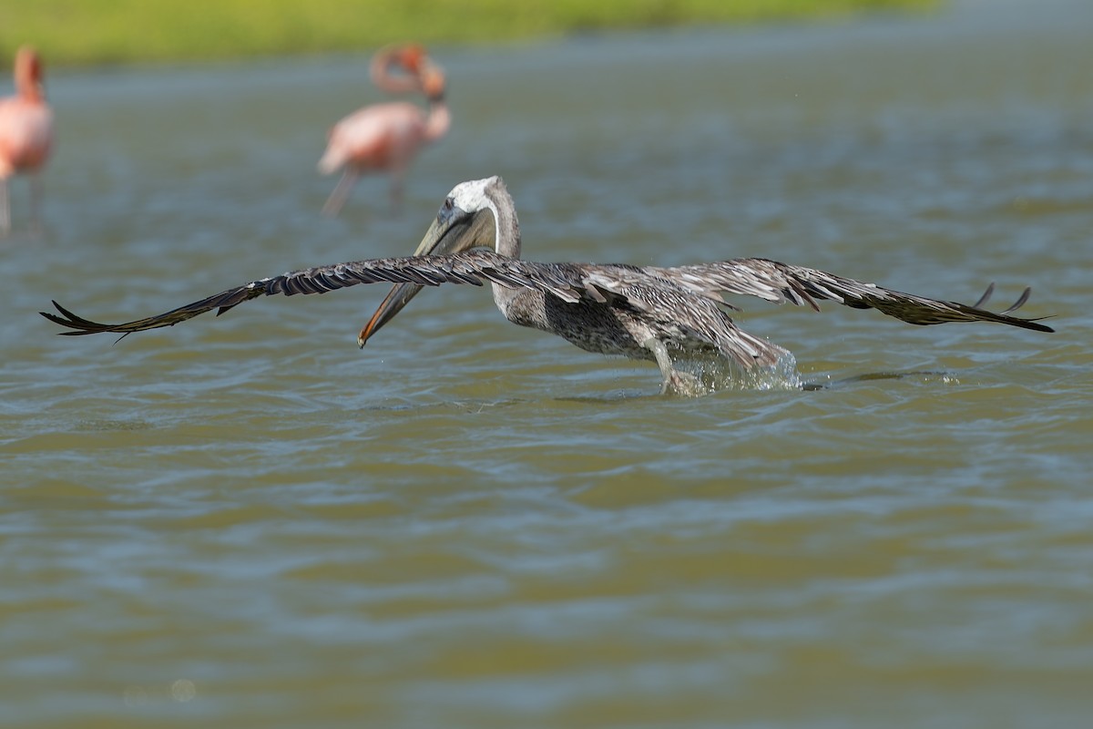 American Flamingo - ML628683570