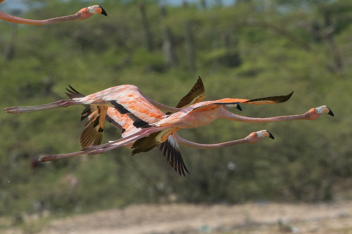 American Flamingo - ML628683571