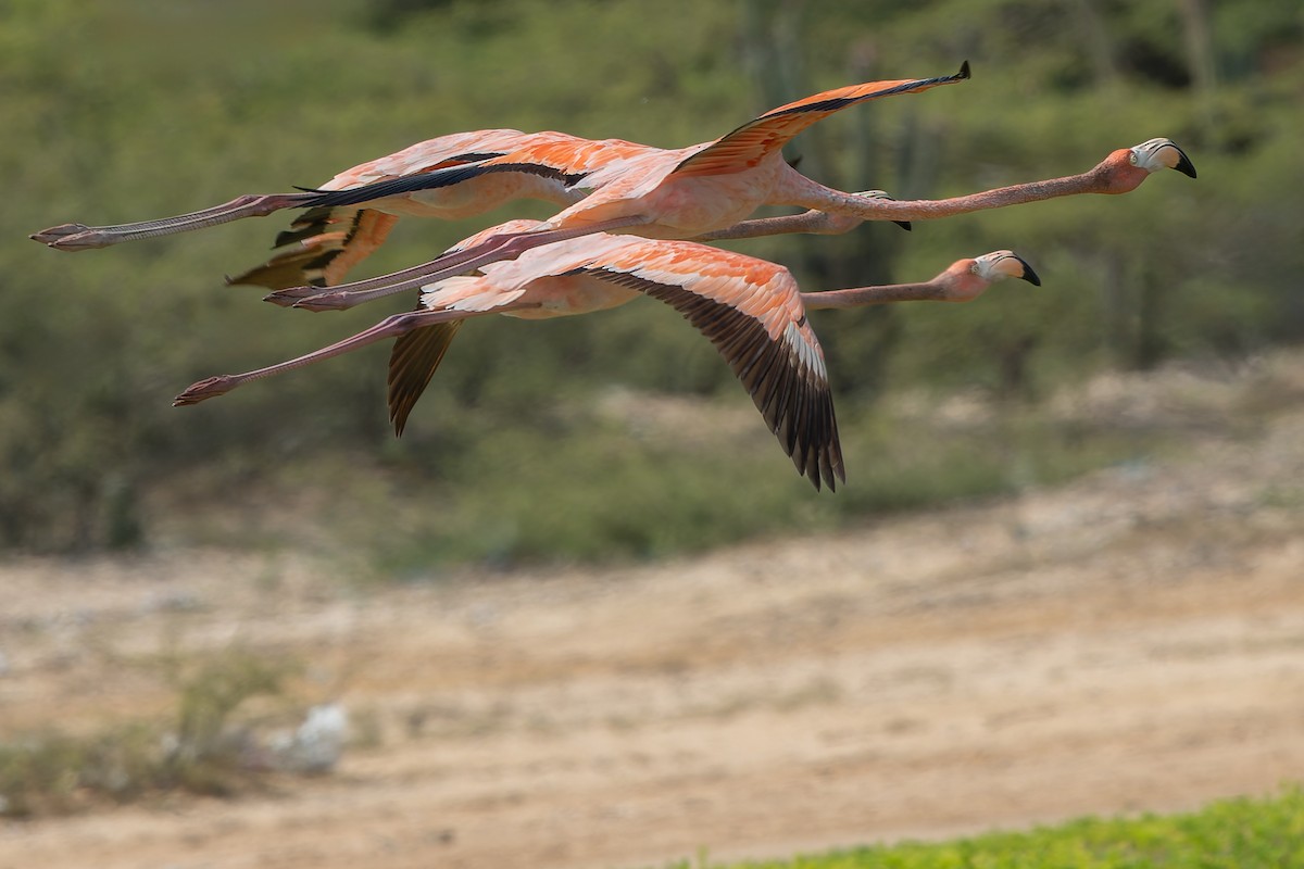 American Flamingo - ML628683572