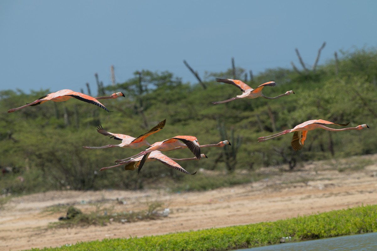 American Flamingo - ML628683573