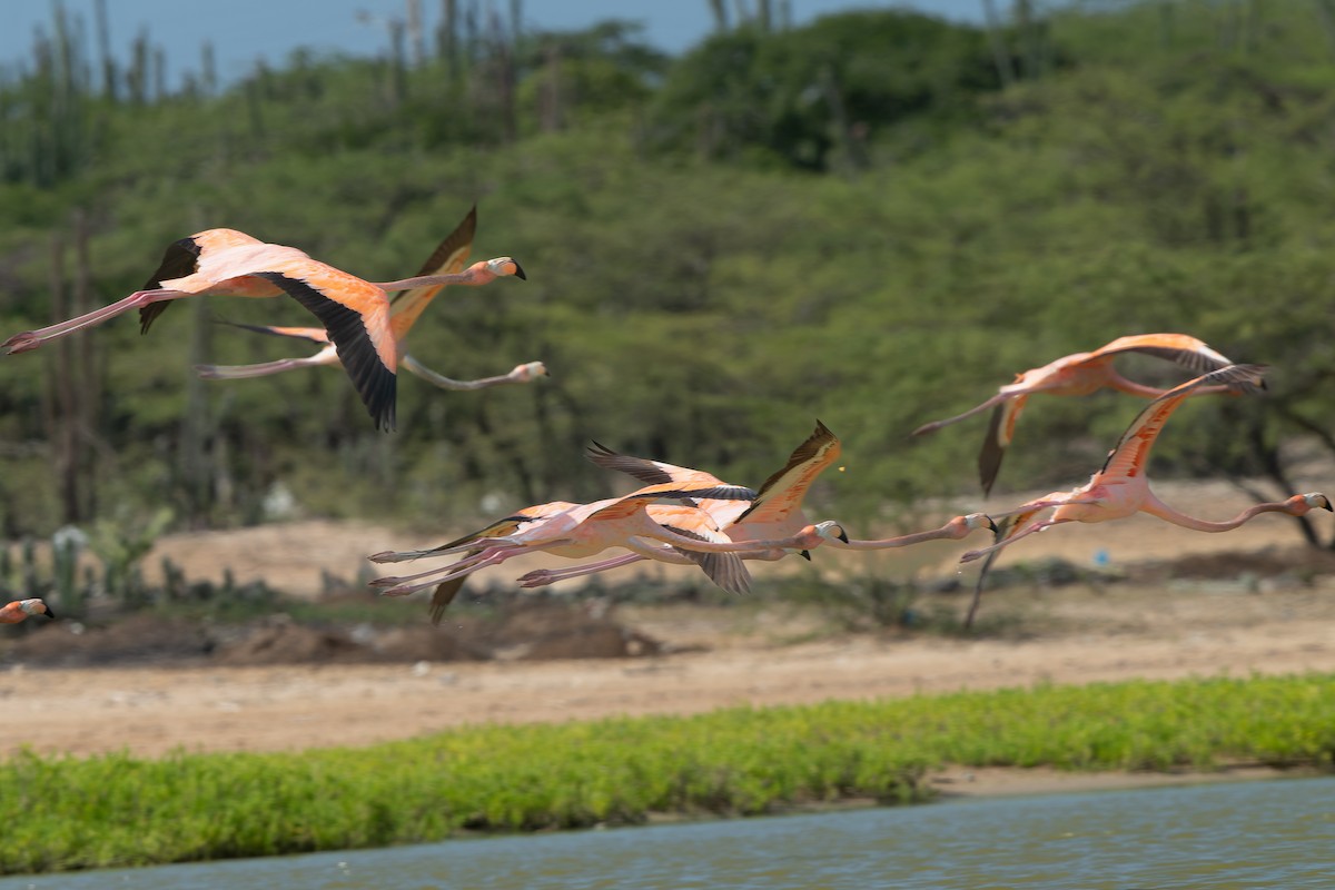 American Flamingo - ML628683574