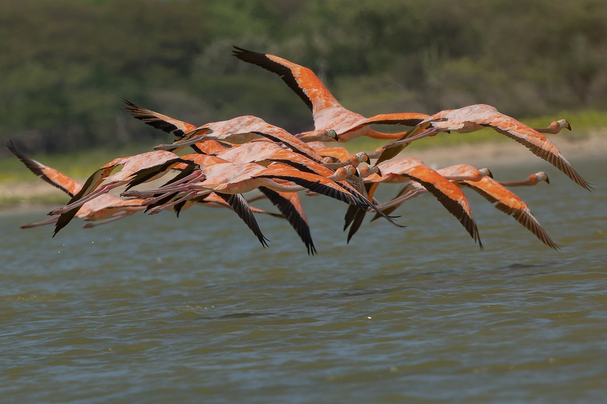 American Flamingo - ML628683575