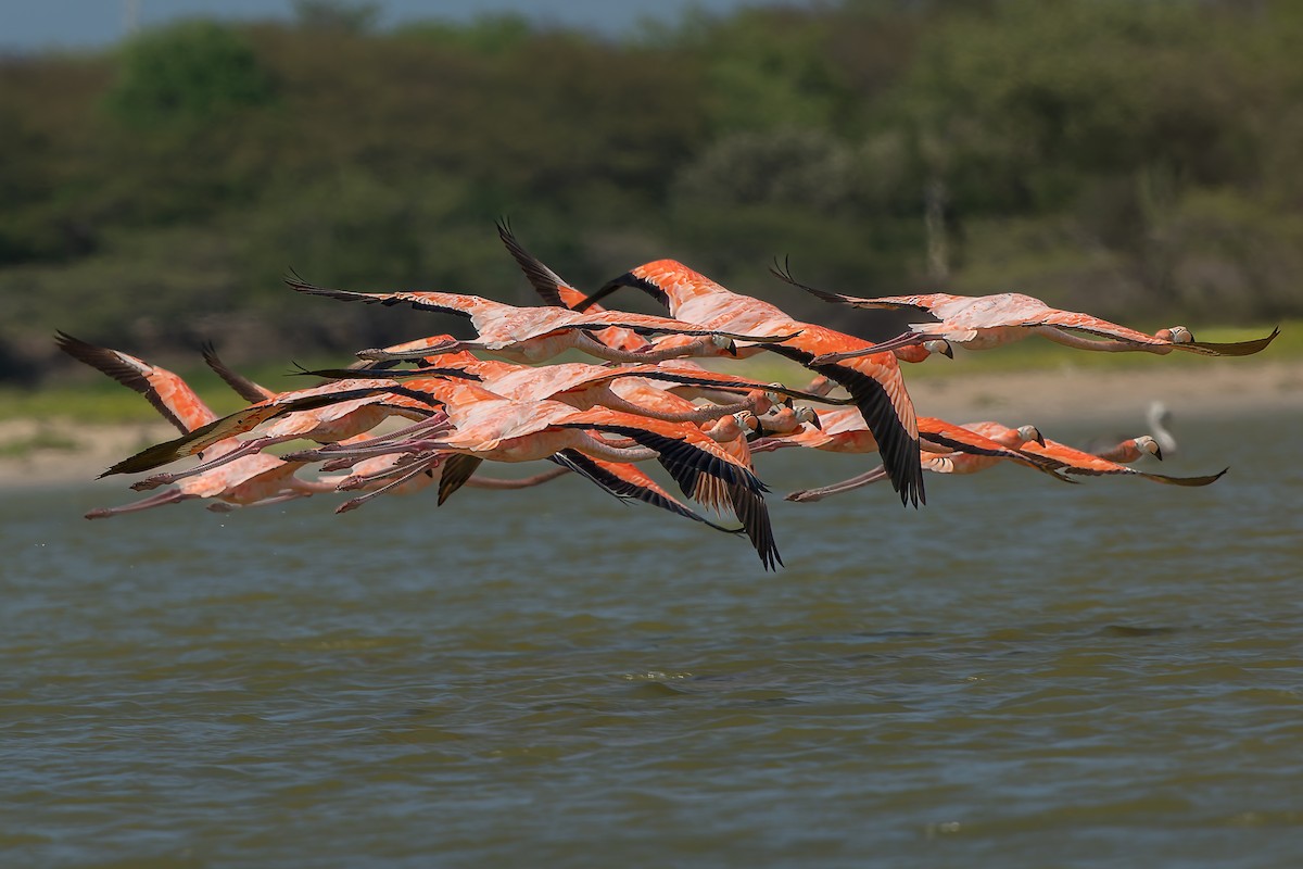 American Flamingo - ML628683576