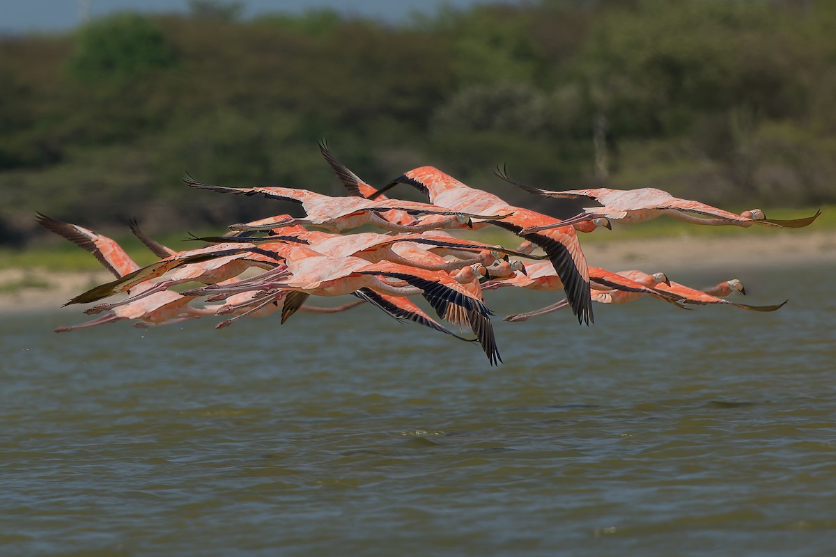 American Flamingo - ML628683577