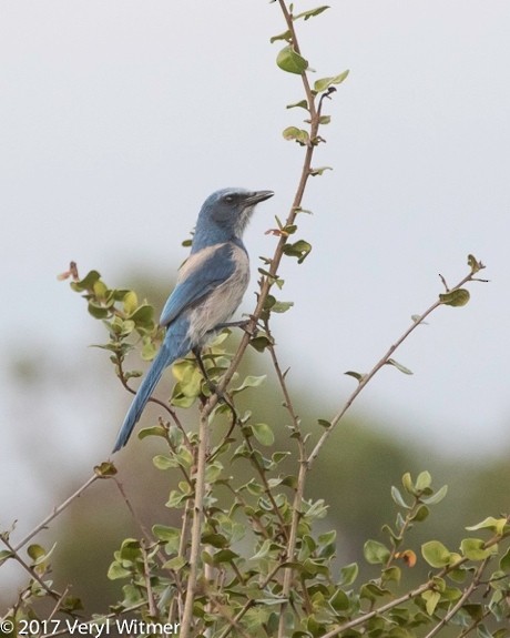 Florida Scrub-Jay - ML628683669