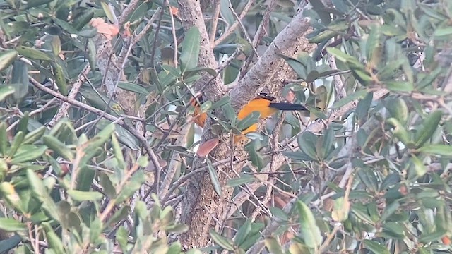 Spot-breasted Oriole - ML628683954