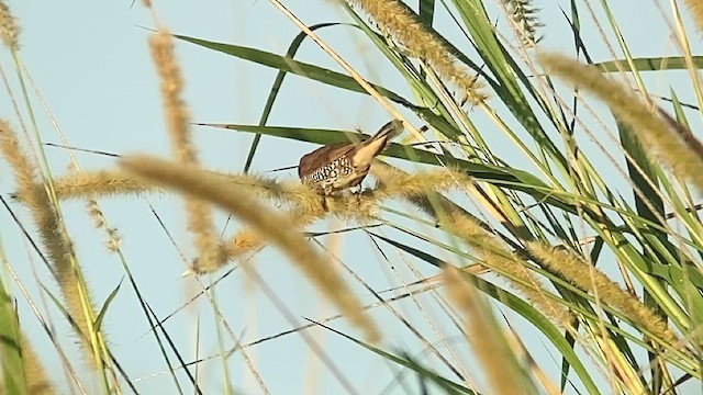 Scaly-breasted Munia - ML628683958