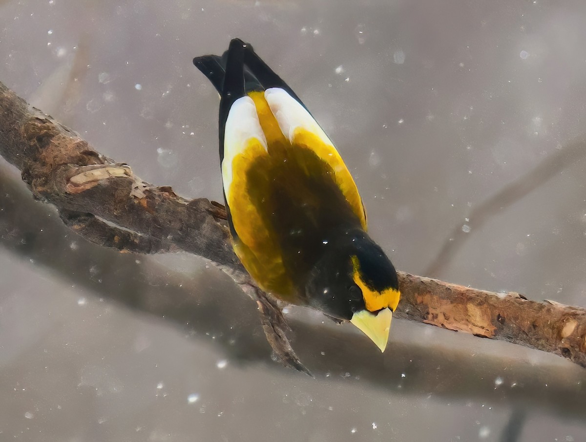 Evening Grosbeak - Eric Patry