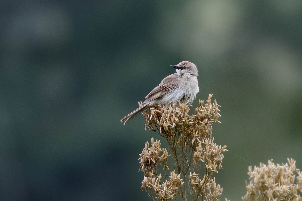 Rufous Songlark - ML628684084