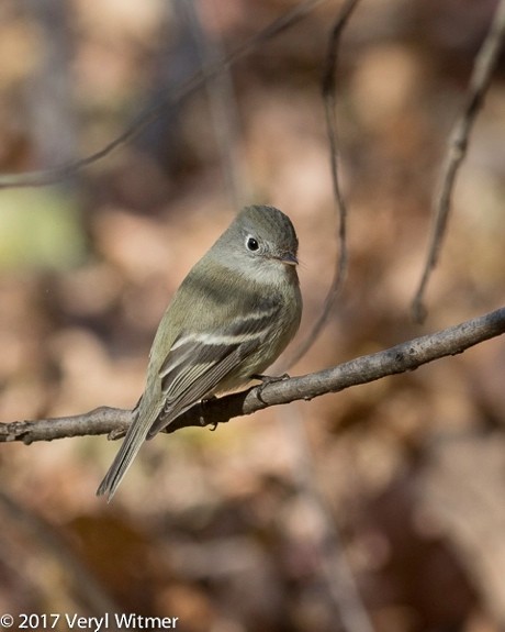 Hammond's Flycatcher - ML628684218
