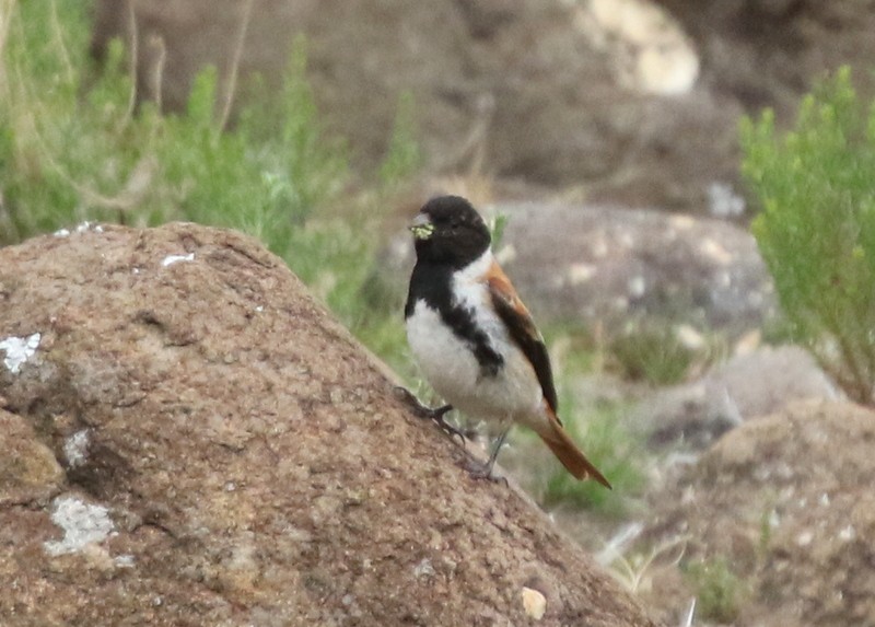 Black-headed Canary - ML628684275