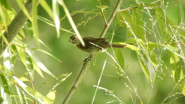 Double-collared Seedeater - ML628684473