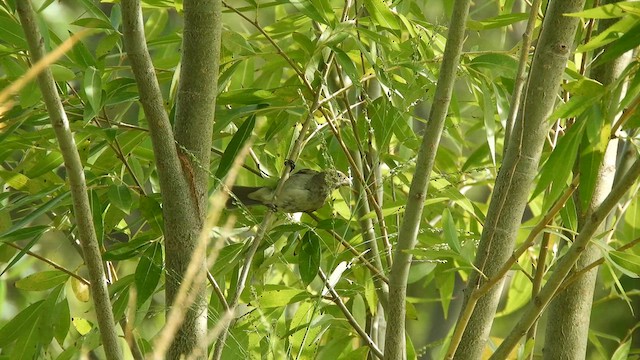 Double-collared Seedeater - ML628684485