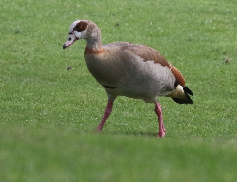 エジプトガン - ML628684525