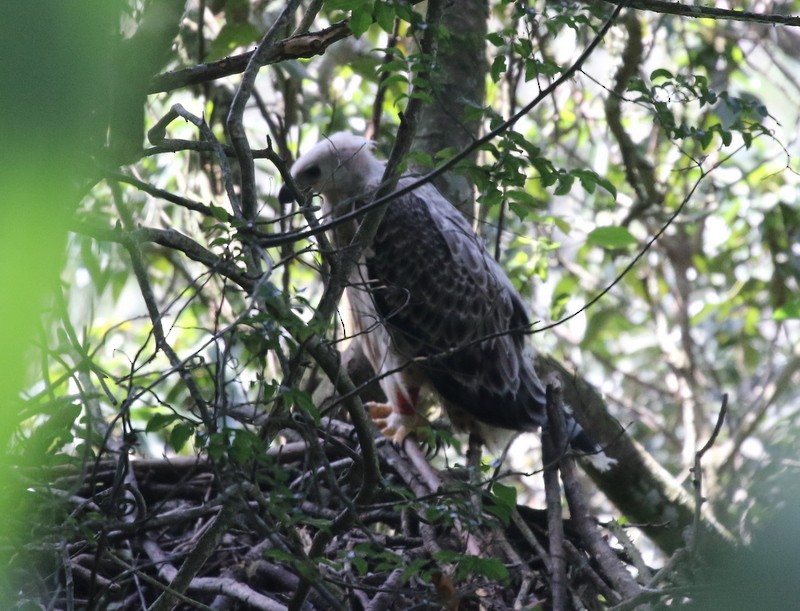 カンムリクマタカ - ML628684537