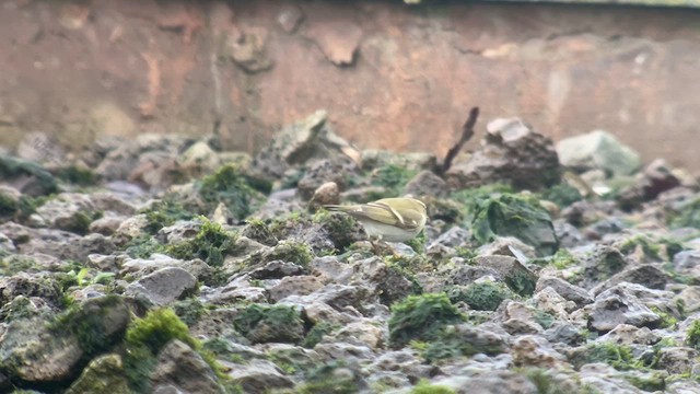 Yellow-browed Warbler - ML628684625