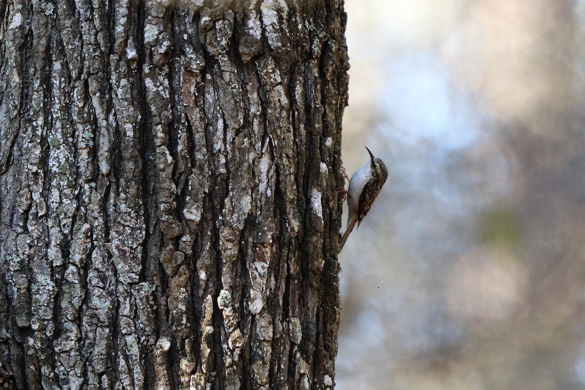 Brown Creeper - ML628684627