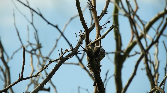 Checkered Woodpecker - ML628685145